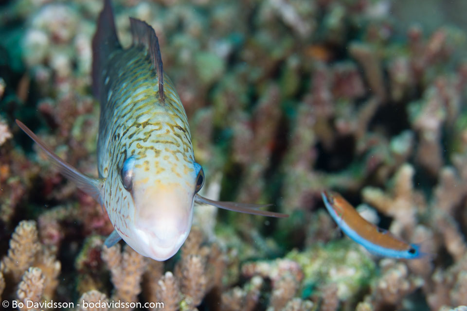 BD-130714-Maldives-0651-Chlorurus-sordidus-(Forsskål.-1775)-[Daisy-parrotfish].jpg